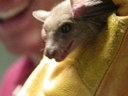 Bat Close Up.jpg