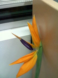 Bird of Paradise plant